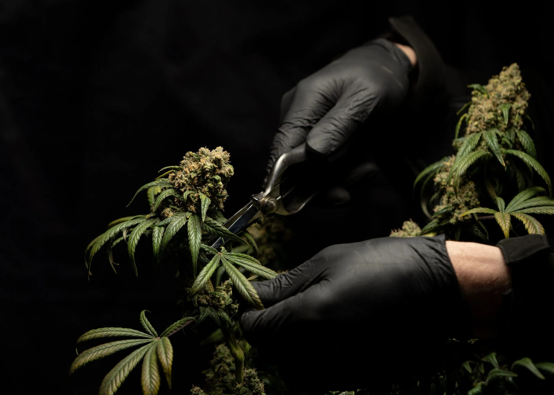 Buy Weed Online Ireland – Pre-filled Vape Cartridges & Pre-rolls Available